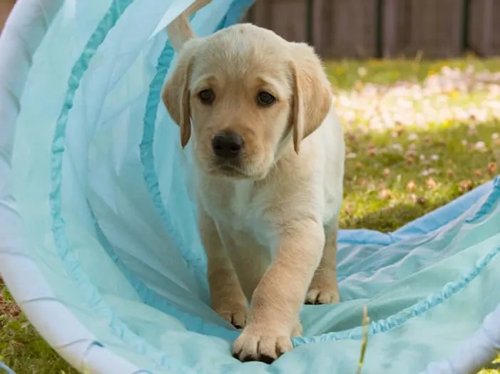 Charity Update – Buddy the Guide Dog’s Training Progress